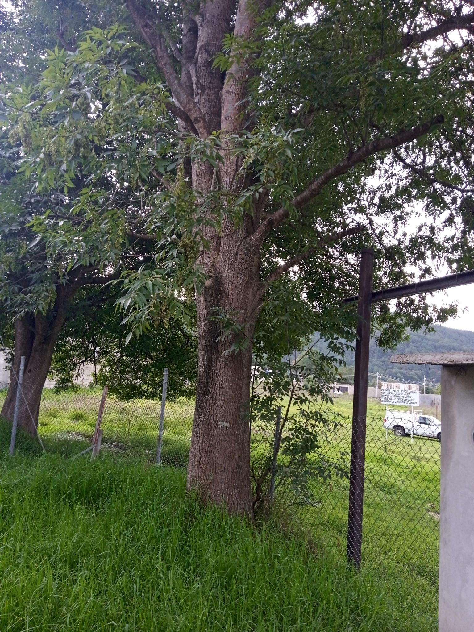 Fraxinus uhdei